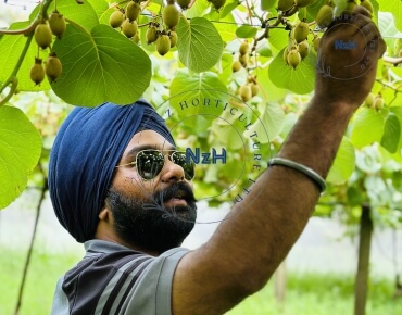 kiwifruit-orchard-pruning11