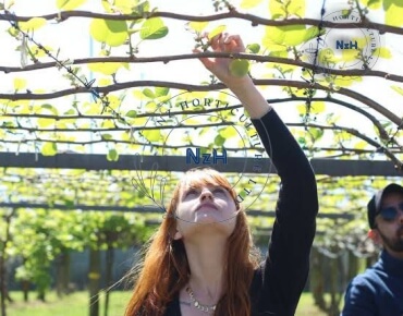 kiwifruit-orchard-pruning14