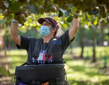 kiwifruit-orchard-pruning15