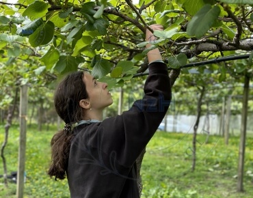 kiwifruit-orchard-pruning19