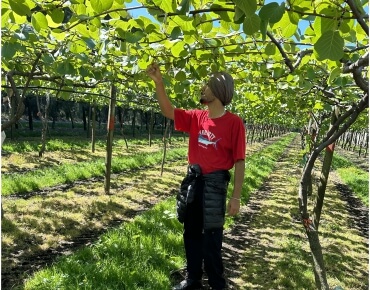 kiwifruit-orchard-pruning20