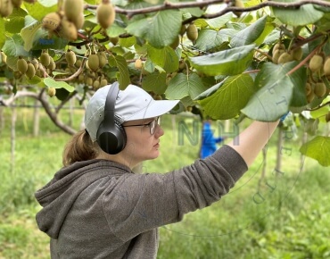 kiwifruit-orchard-pruning21