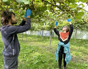 kiwifruit-orchard-pruning24