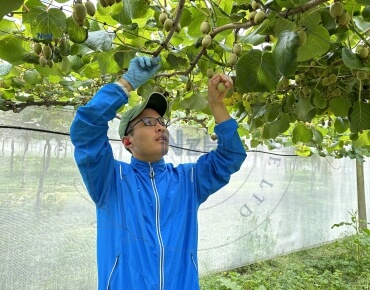kiwifruit-orchard-pruning25