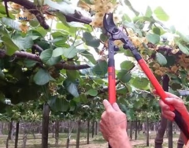 kiwifruit-orchard-pruning28