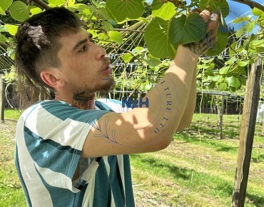 kiwifruit-orchard-pruning3