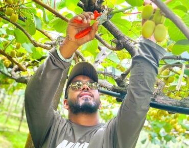 kiwifruit-orchard-pruning30