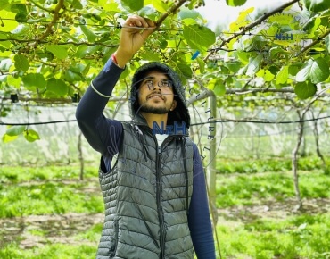 kiwifruit-orchard-pruning5