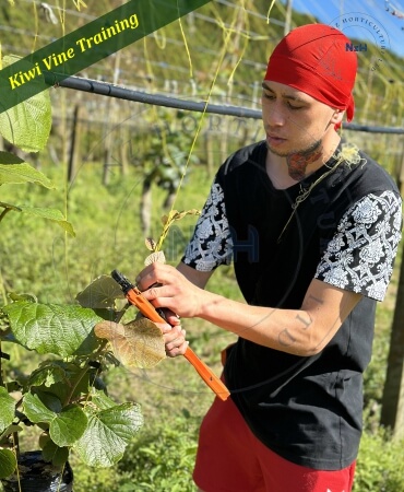kiwi-kiwi-vine-training-service-newzealand