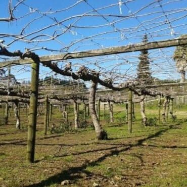 kiwi-winter-pruning-service-newzealand1