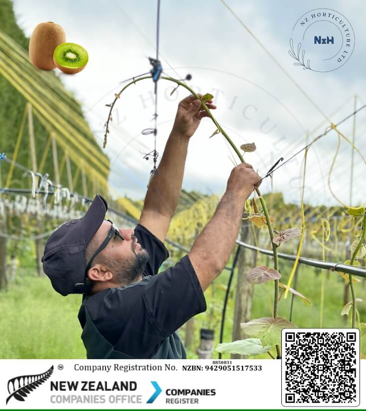 nz horticulture newzealand kiwi orchard service